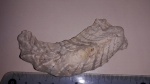 Целая створка устрицы Lopha.