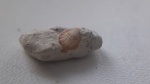 Маленький Pecten?