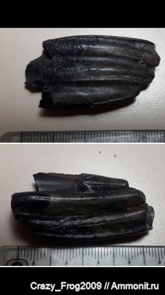 Млекопитающие.