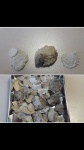 Все мои Plicatula sp.