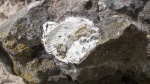 Створка Spondylus'а