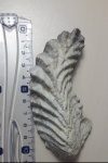 Почти целая створка устрицы Lopha.
