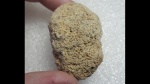 Колониальный коралл