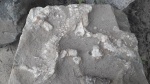 Ophiomorpha очередная