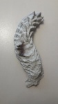 Устрица Lopha 2