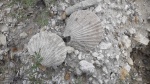 2 Pecten asper'а