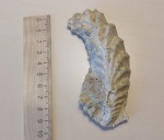 3-я трофейная Lopha sp.
