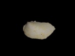 Oxytoma (?)