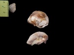 Устрица Pycnodonte vesicularis "в полной копмлектации"