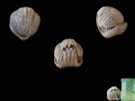 Зубастая Rhynchonellida sp. (?)