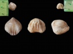 Идеально целая Rhynchonellida sp. (?)