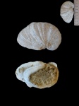 Крупная Exogyra sp (?)