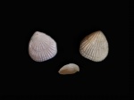 Gyrosoria lata