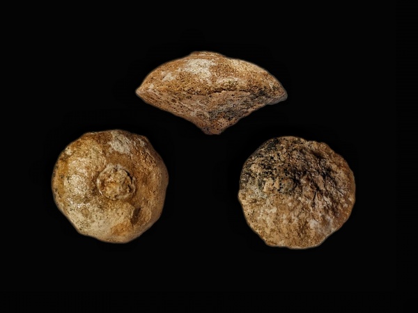 Camerospongia, Туронский ярус, Camerospongia ilovlensis