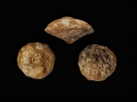 Крупная  Camerospongia ilovlensis