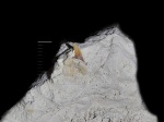 Туронская Eostriatolamia