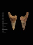 Cretoxyrhina