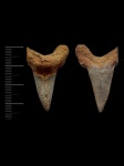 Крупная Cretoxyrhina