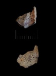Правая мандибулярная пластина Elasmodectes kiprijanoffi