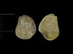 Ostrea hippopodium (?)