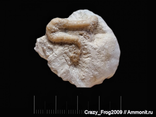 серпулы, Serpulidae, серпулиды