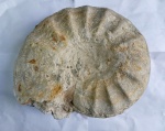 Lewesiceras sp. или же "давняя мечта"