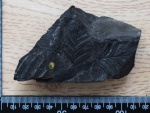 Alethopteris