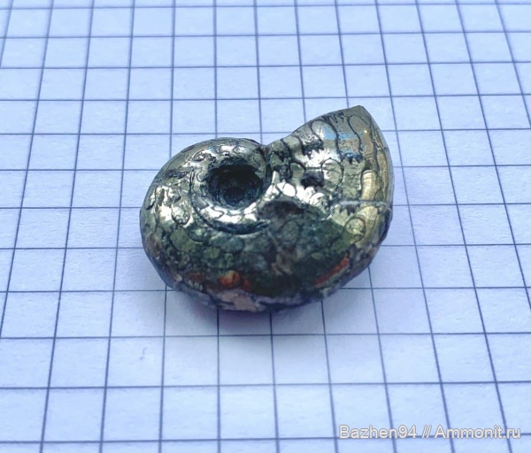 аммониты, триас, наутилусы, пирит, цератиты