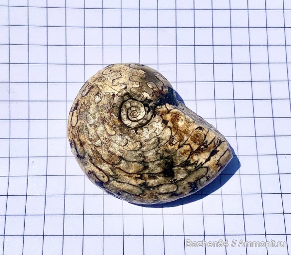аммониты, триас, наутилусы, цератиты