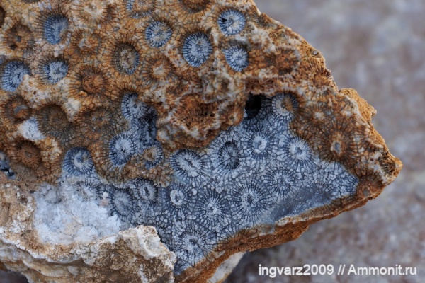 кораллы, пермский период, Anthozoa, Башкирия, Wentzelella