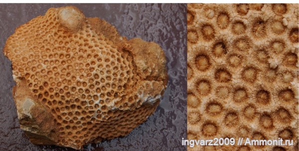 кораллы, пермский период, Anthozoa, Башкирия, Stylastraea