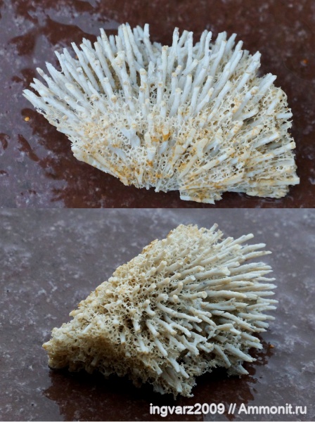 губки, пермский период, Башкирия, артинский ярус, Porifera, Silicispongiae