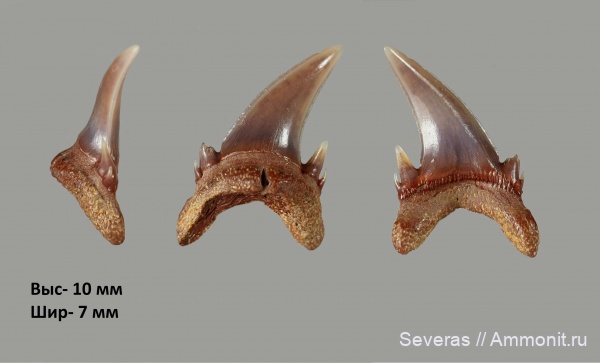 палеоген, зубы акул, Волгоград, Palaeohypotodus rutoti