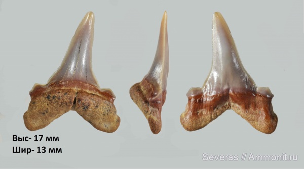 палеоцен, зубы акул, Striatolamia, Striatolamia striata, Волгоград