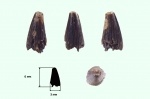 Зуб Ophthalmosauridae indet.