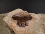 Зуб Polyrhizodus concavus