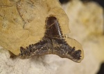 Зуб Carcharopsis sp.