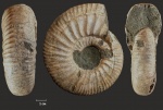 Taimyrosphinctes aff. excentricus