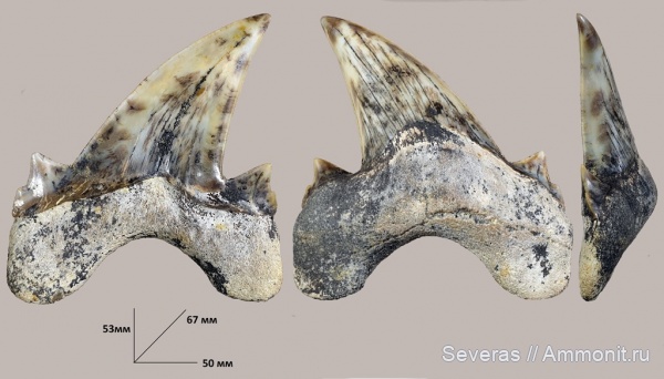 эоцен, зубы акул, Otodus, Otodus obliquus, Волгоград