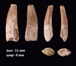 Зуб Ornithocheiridae indet. (?)
