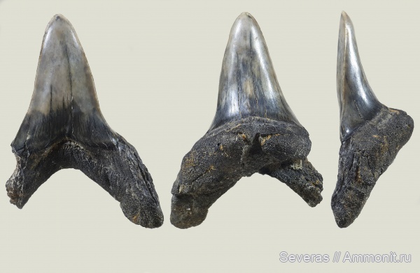 Jaekelotodus, приабон, Волгоград