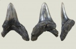 Зуб Jaekelotodus trigonalis
