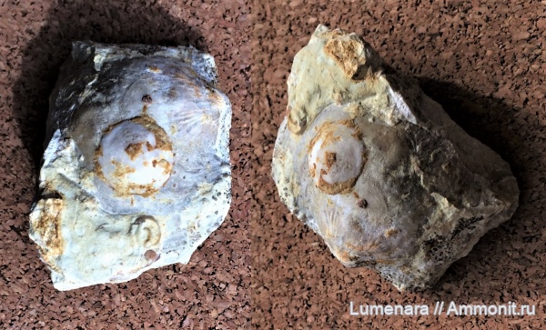 брахиоподы, девон, brachiopoda, Productida, Microconchida, Donalosia, брахиопода-прилипала, Epizoans, Palaeoconchus
