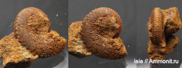 Kosmoceras, Рузский район, Шанкинка
