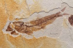 Maicopiella longimana (Heckel, 1850)
