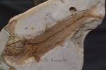 Maicopiella longimana (Heckel, 1850)