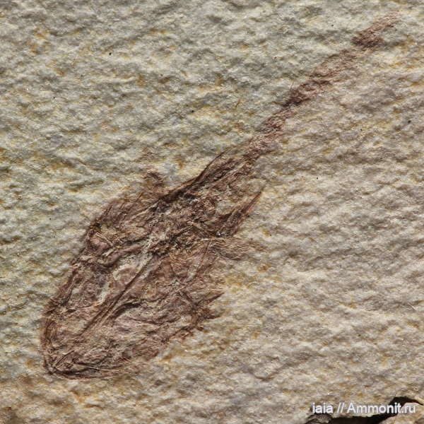рыбы, миоцен, fish, Callionymidae