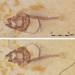 Малёк олигоценовой камбалообразной рыбы Scophthalmidae (род Lepidorhombus ?)
