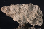 Отпечатки листьев дуба (Quercus sp.)