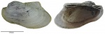 Grammatodon rouilleri